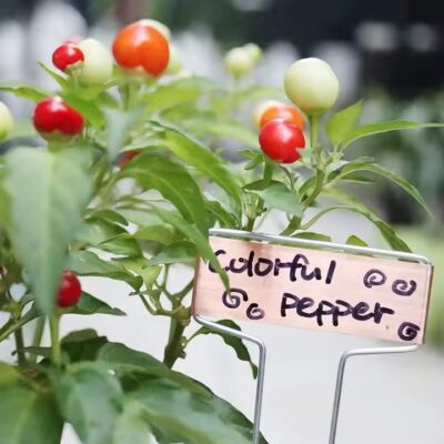 Waterproof Metal Plant Tag for Horticulture and Garden Use