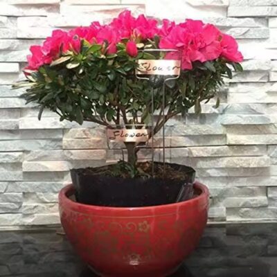 Waterproof Metal Plant Tag for Horticulture and Garden Use